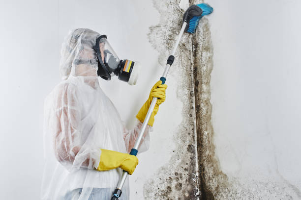 Why You Should Choose Our Mold Remediation Services in North Crossett, AR